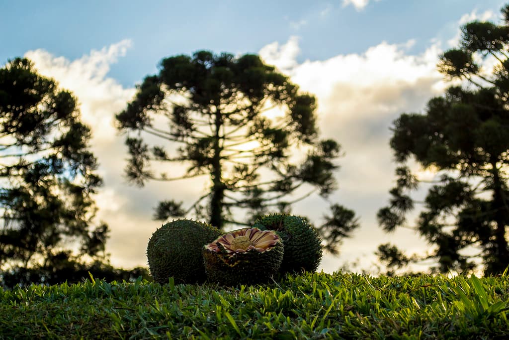 Serra Gaúcha de moto: Rota Romântica, Gramado e curvas no Rio Grande do Sul